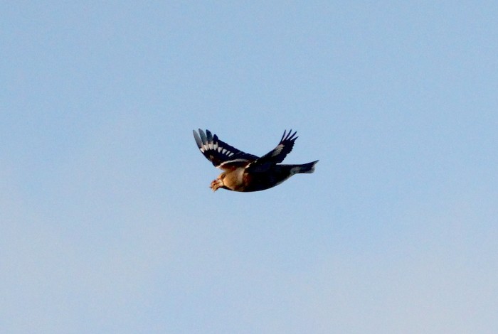 Hawfinch