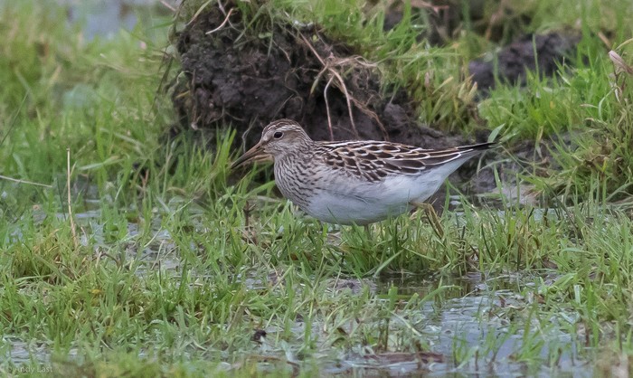 Pectoral Sandpiper