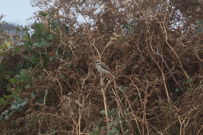 Brown Shrike