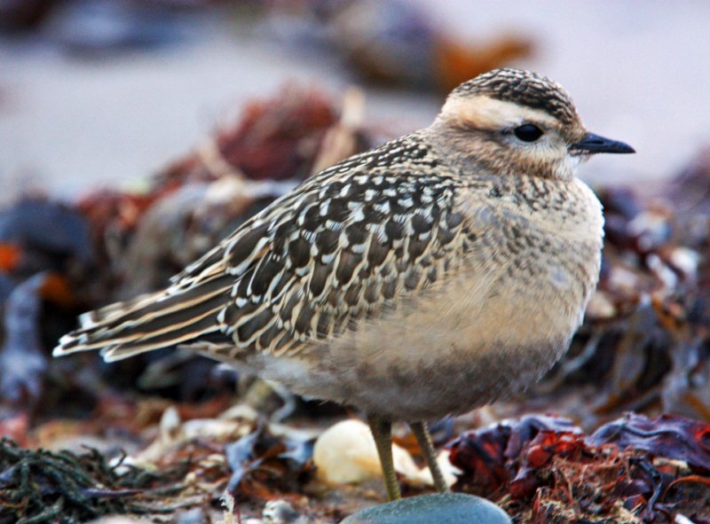 Dotterel