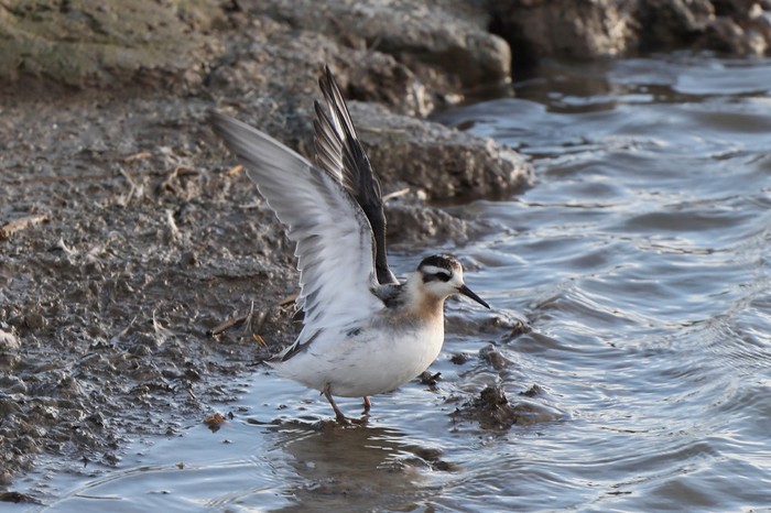Grey Phalarope