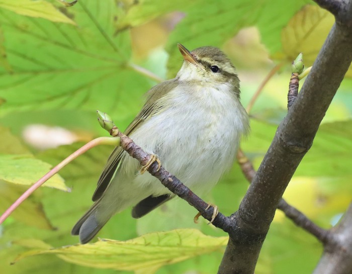 Arctic Warbler