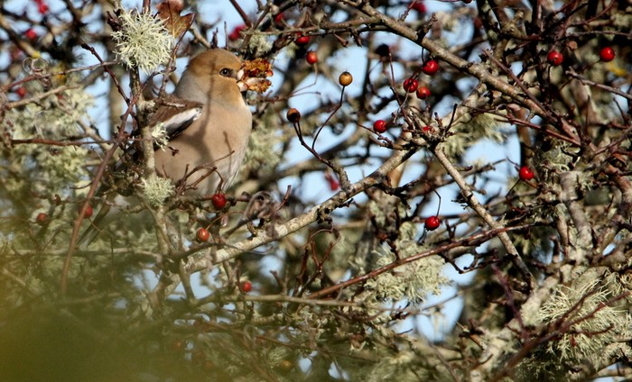Hawfinch
