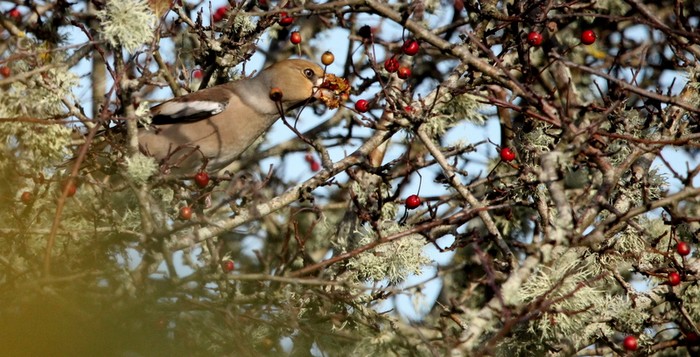 Hawfinch