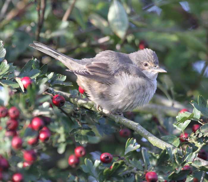 Barred Warbler