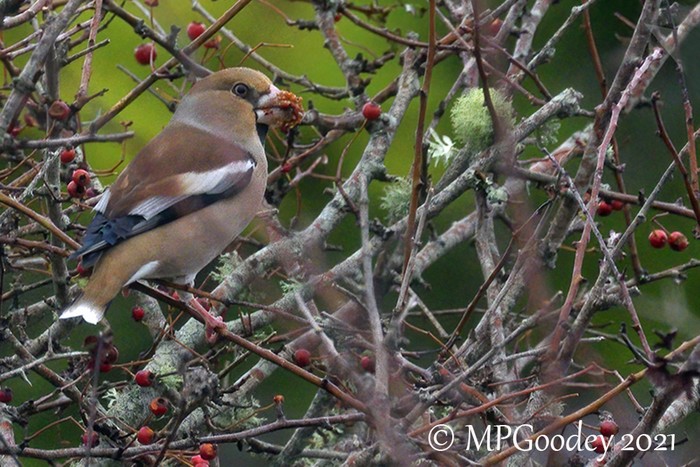 Hawfinch