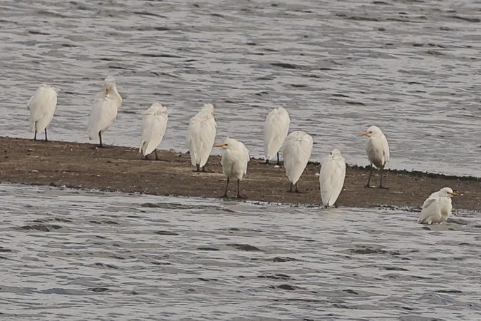 Cattle Egret