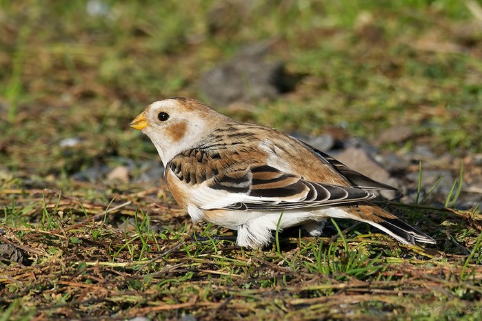 Snow Bunting