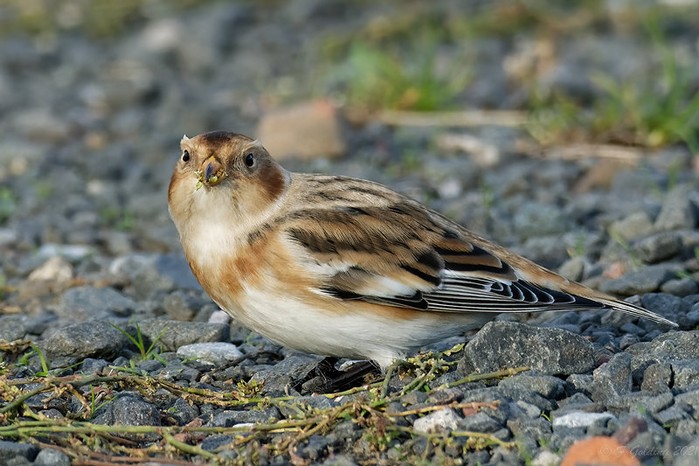 Snow Bunting