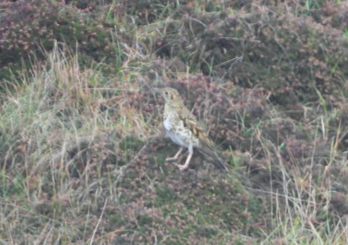 White's Thrush