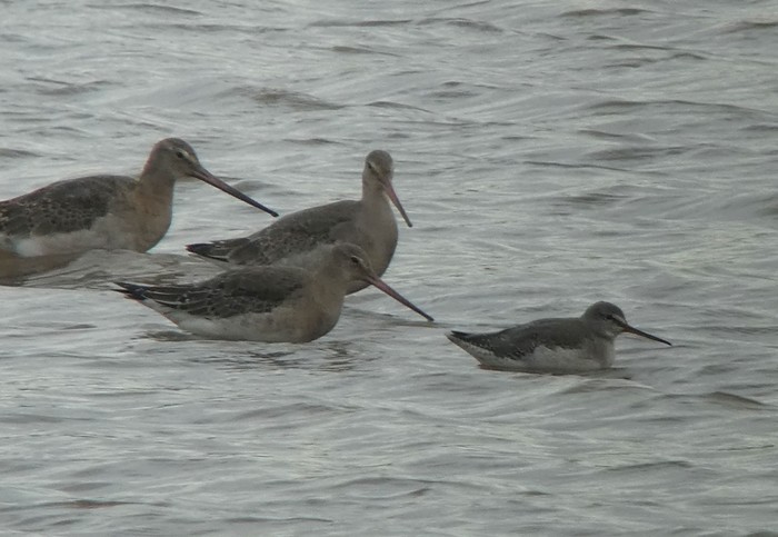 Spotted Redshank