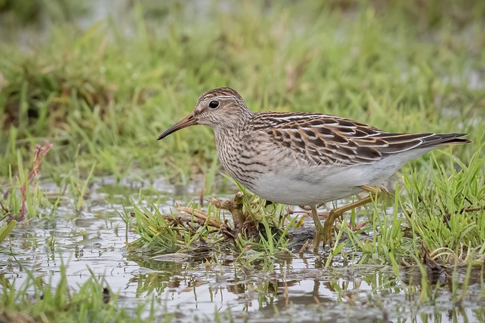 Pectoral Sandpiper