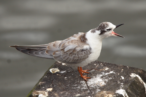 White-winged Black Tern