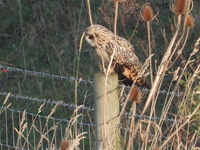 Short-eared Owl