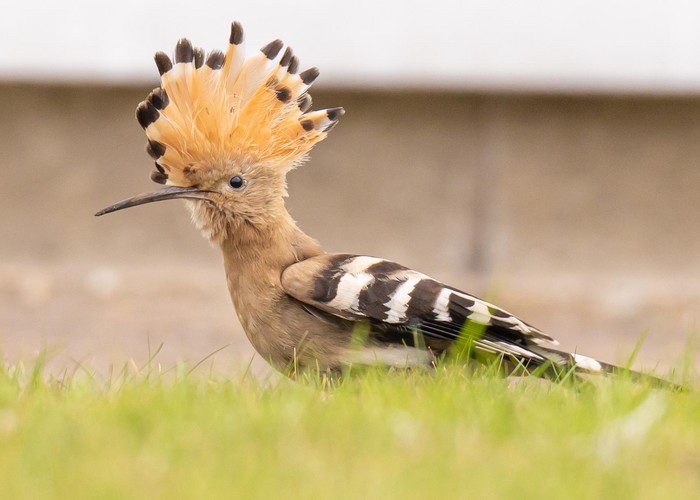 Hoopoe