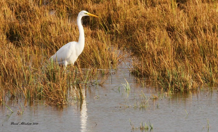 Great White Egret