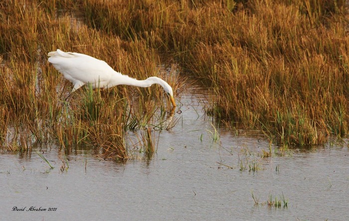 Great White Egret