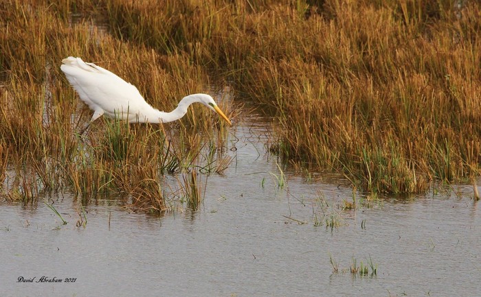 Great White Egret