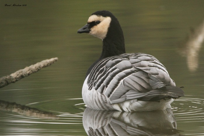 Barnacle Goose