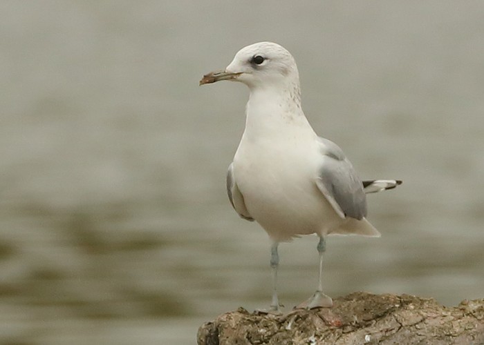 Common Gull