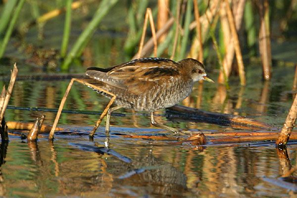 Little Crake