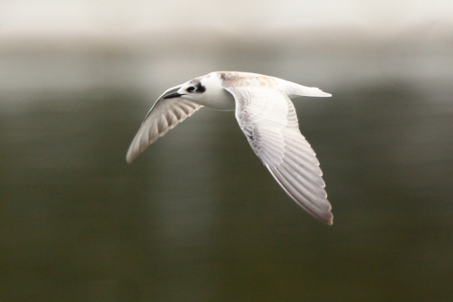 White-winged Black Tern