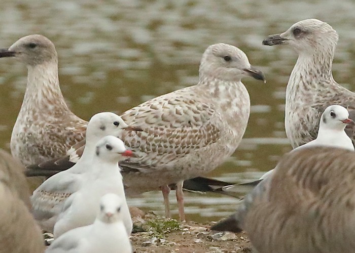Herring Gull