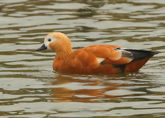 Ruddy Shelduck