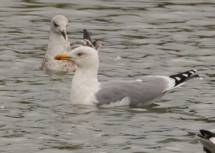 Yellow-legged Gull