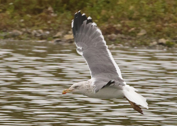 Lesser Black-backed Gull