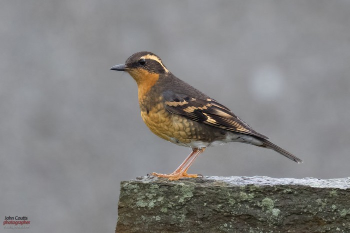 Varied Thrush