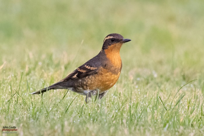 Varied Thrush
