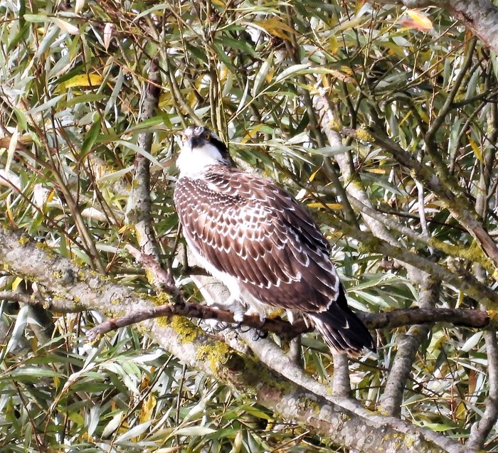 Osprey