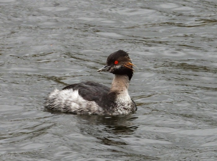Black-necked Grebe