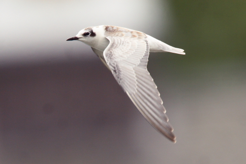 White-winged Black Tern