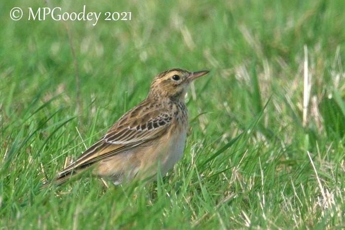Richard's Pipit