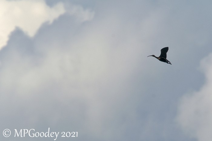 Glossy Ibis