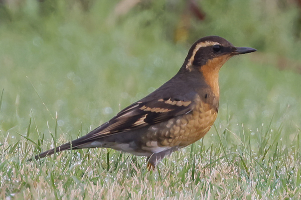 Varied Thrush