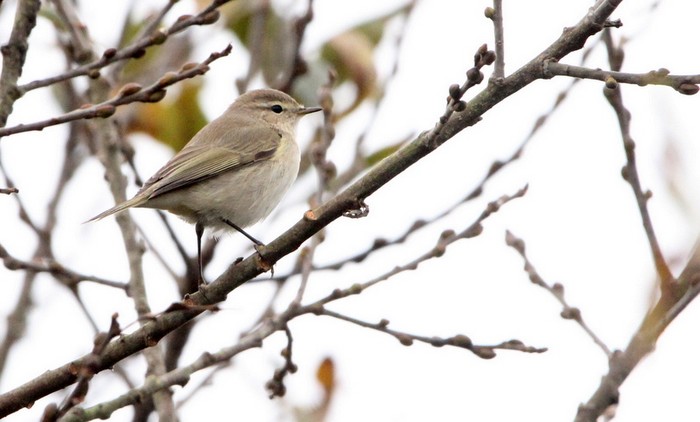 Siberian Chiffchaff