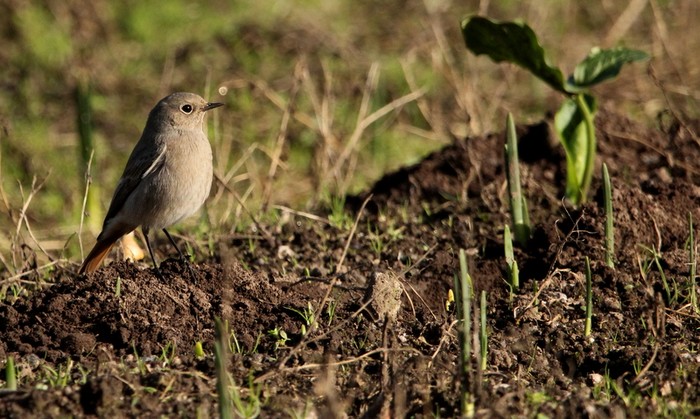 Black Redstart