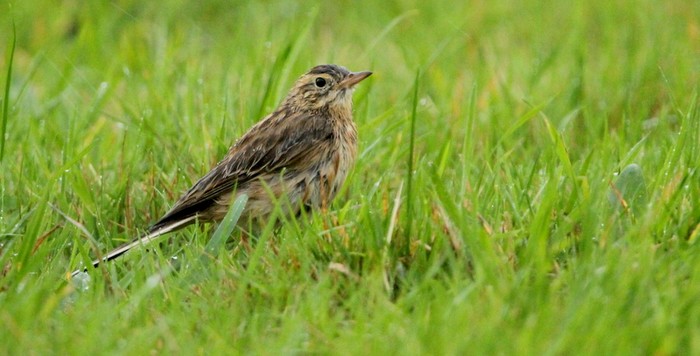 Richard's Pipit