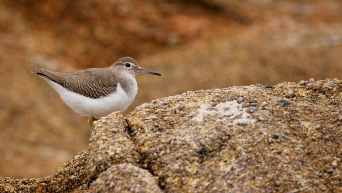 Spotted Sandpiper