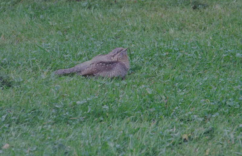 Wryneck