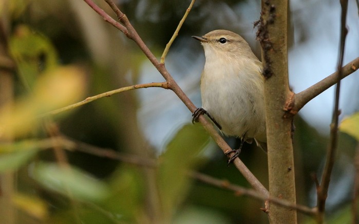 Siberian Chiffchaff