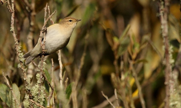 Siberian Chiffchaff