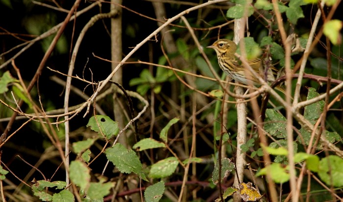 Olive-backed Pipit