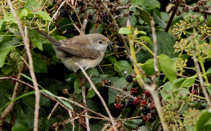 Western Subalpine Warbler