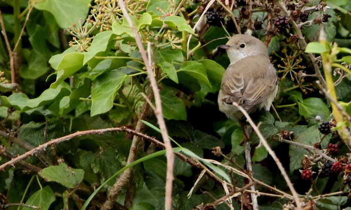 Western Subalpine Warbler