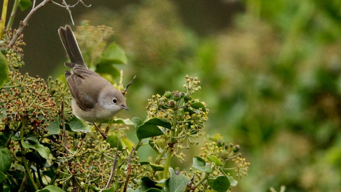 Western Subalpine Warbler