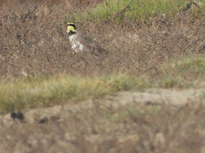 Shorelark